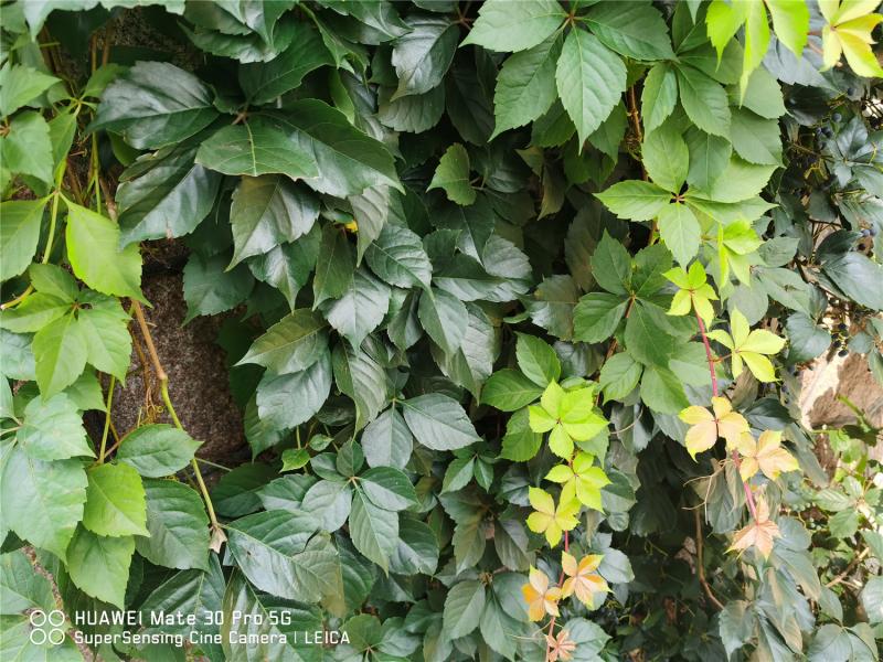 Is Clematis poisonous The Plant Aide