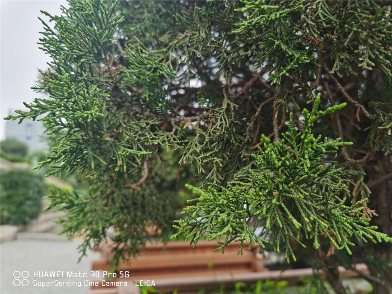 What are the plants that ward off evil spirits The Plant Aide